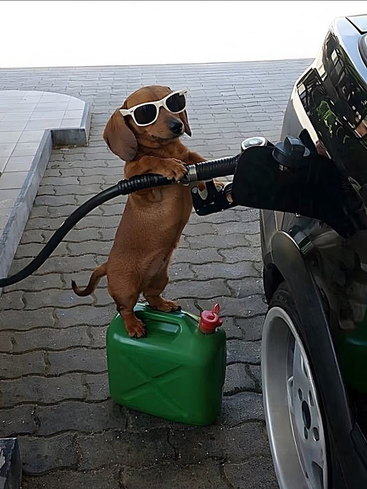 Dachshund wearing white sunglasses standing on a gas can while pumping gas