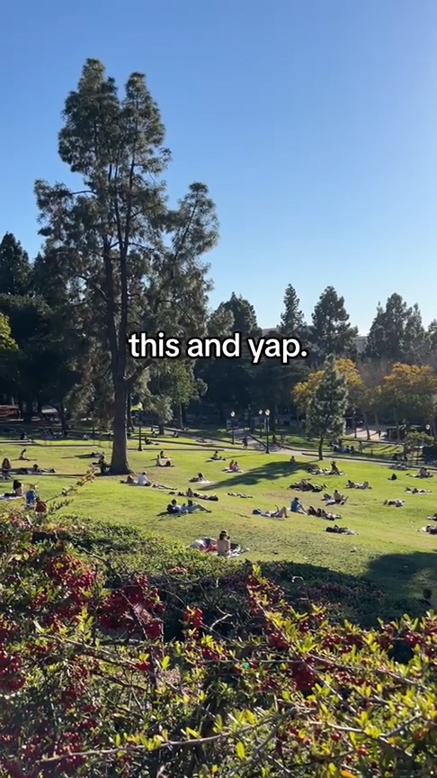 Park on a sunny day with trees and people sitting on grass